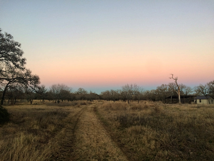 Grimpeur_Bros_Winter_Sunset_Natural_Coffee_Grass